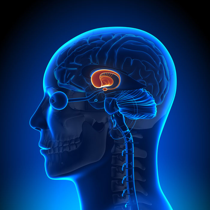 basal ganglia