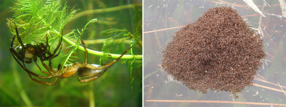 floating spiders and ants