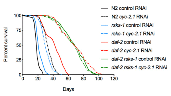 longevity breakthrough 2020