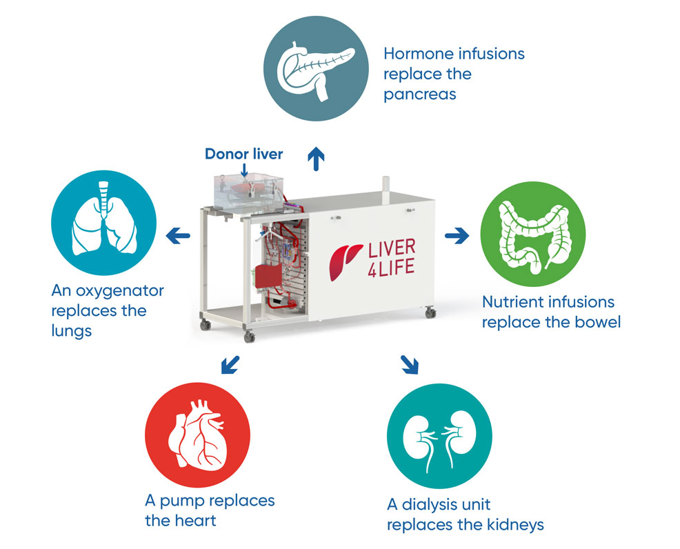 future liver transplantation