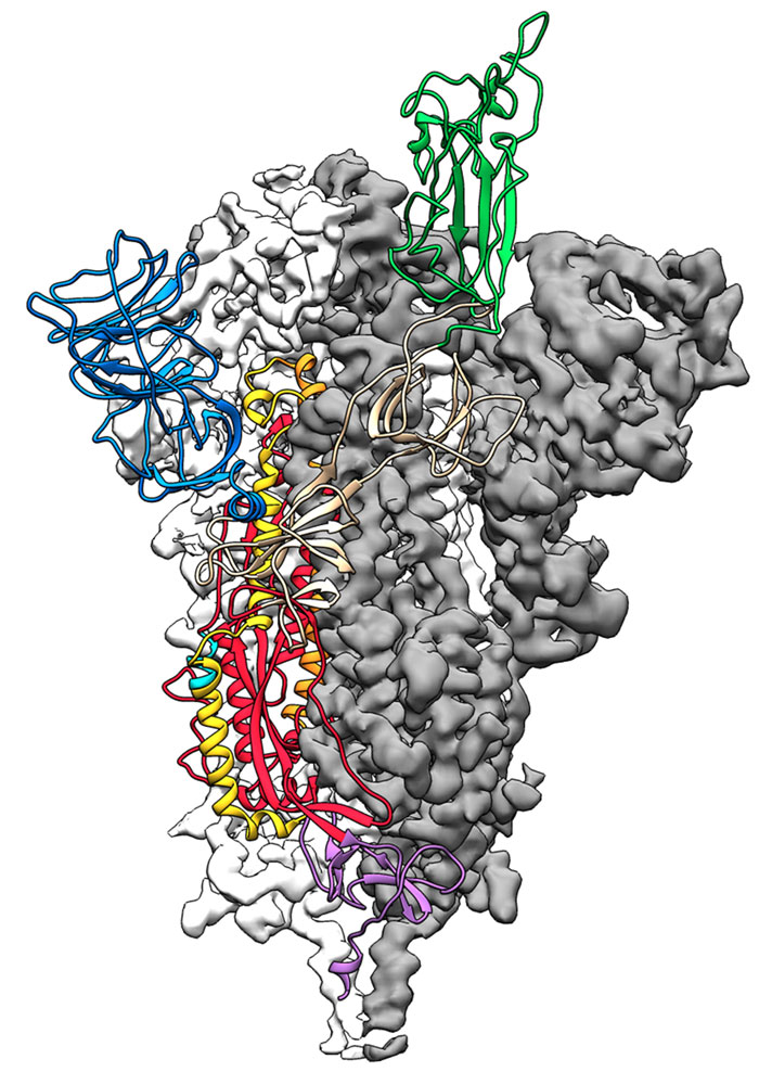 coronavirus 3d structure