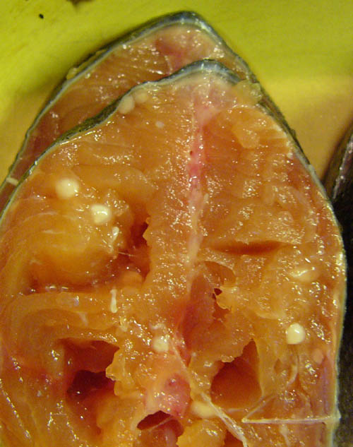 salmon parasite