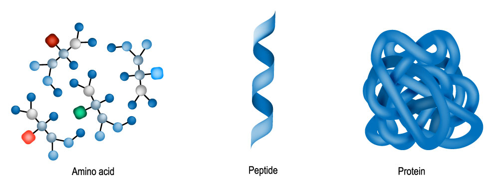 protein structure