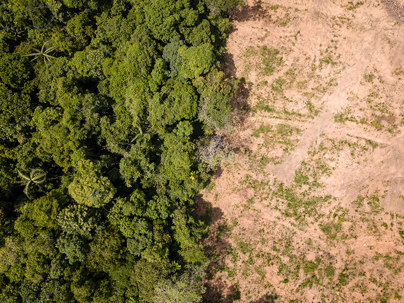 amazon rainforest deforestation future