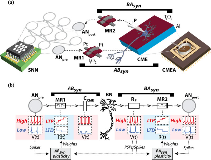 artificial neuron synapse future timeline