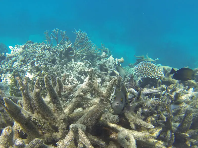 third mass coral bleaching event in five years