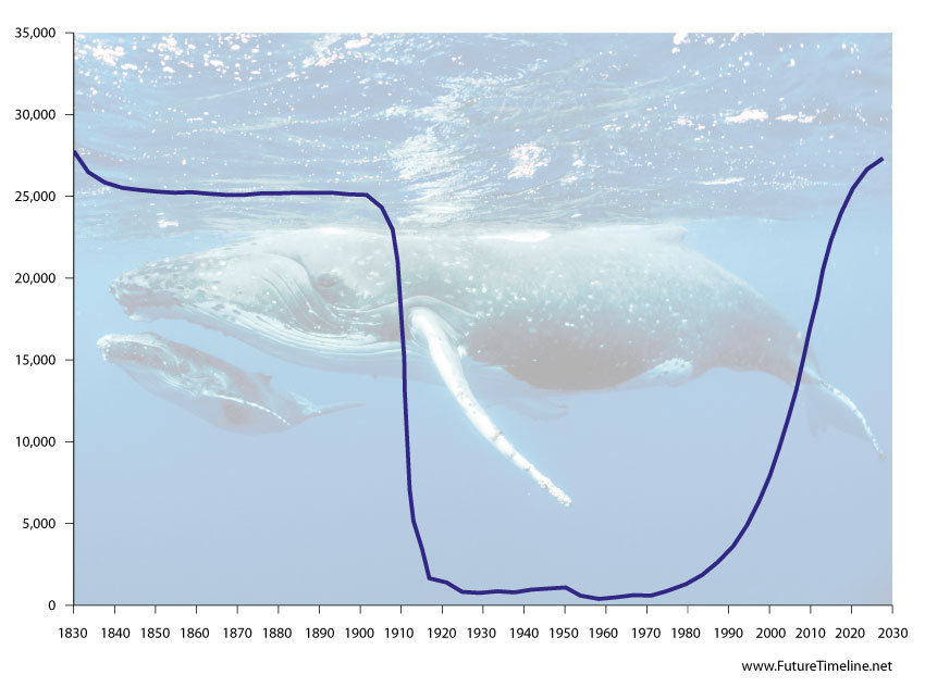 humpback whales population graph 2020 2030