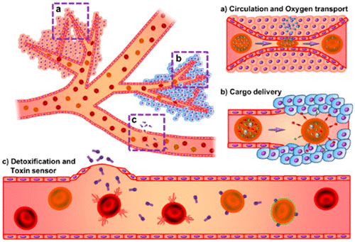 synthetic red blood cell replica future timeline