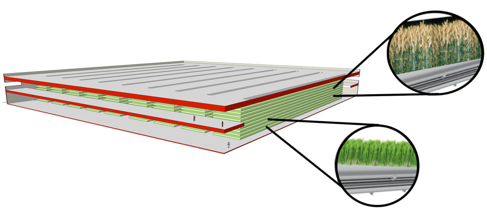 vertical farming wheat yield 600 times greater