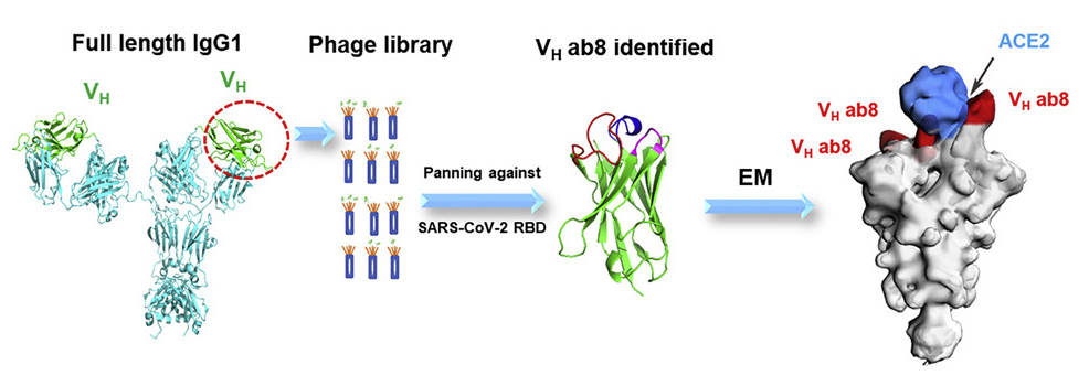 ab8 molecule