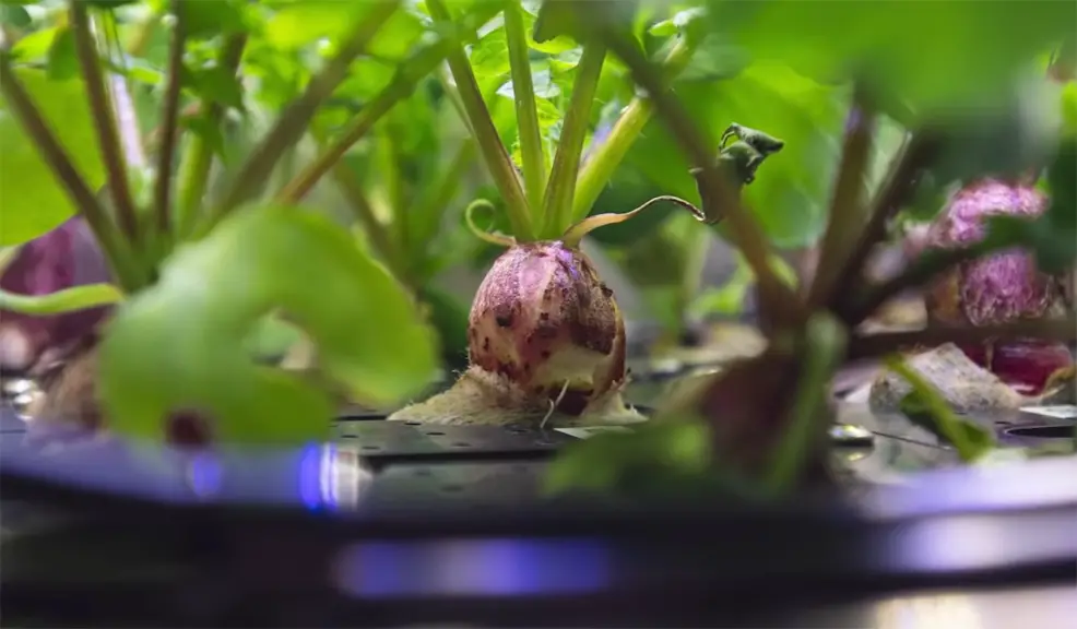 radishes grown in space for first time