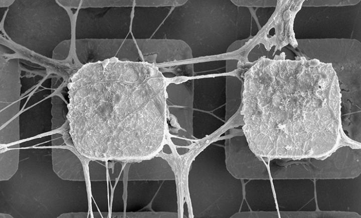 brain stem cells AI future
