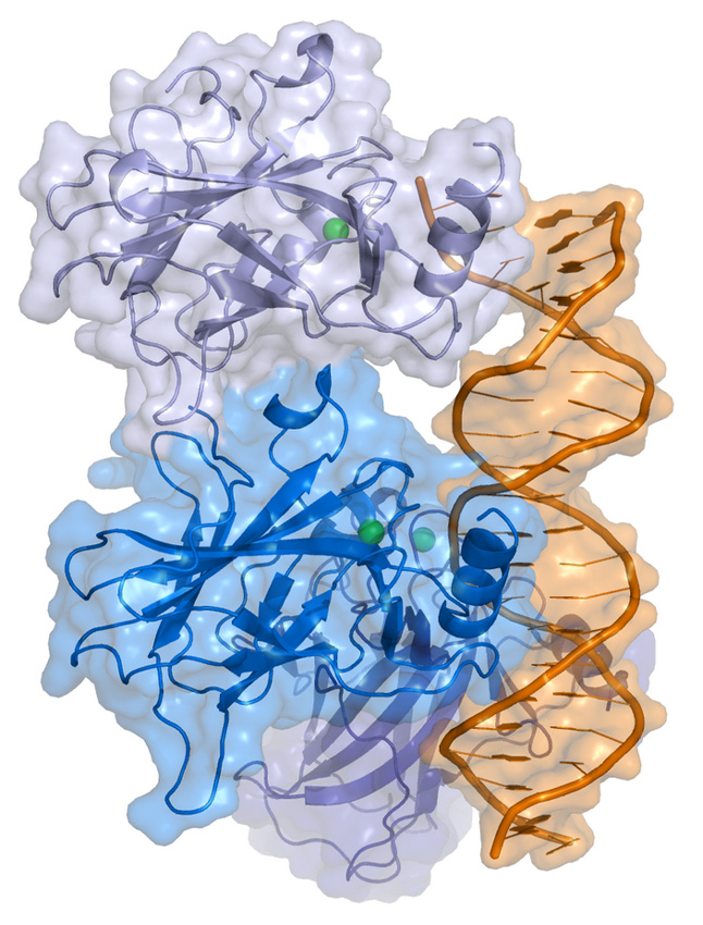 green tea dna repair