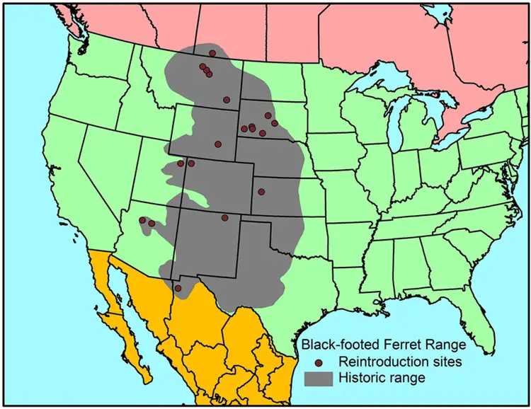 black footed ferret historical range map