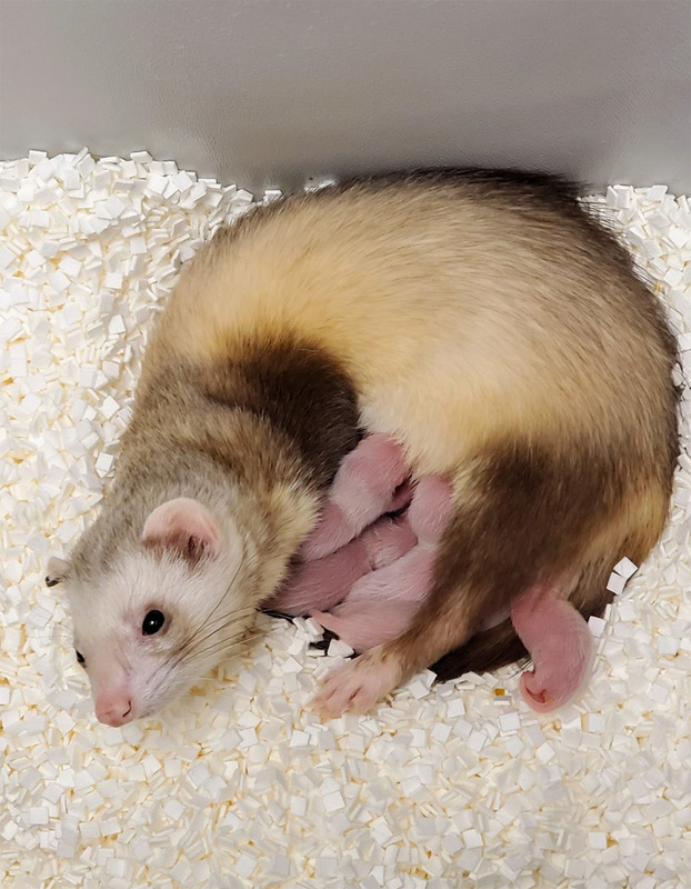 cloning black footed ferret surrogate