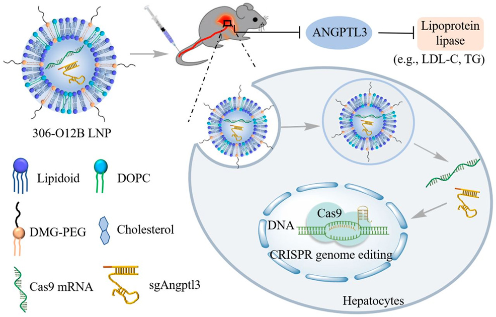 cholesterol lipid nanoparticle