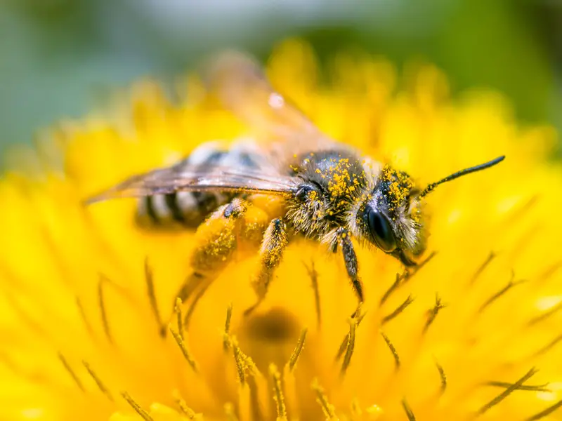 bee population future decline