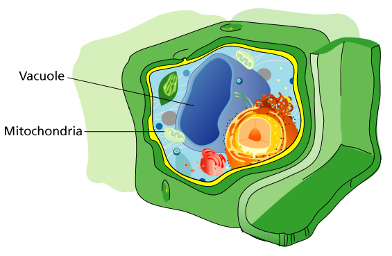 vacuole