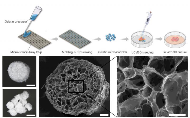 3d biomaterial used as sponge for stem cell therapy to reverse arthritis