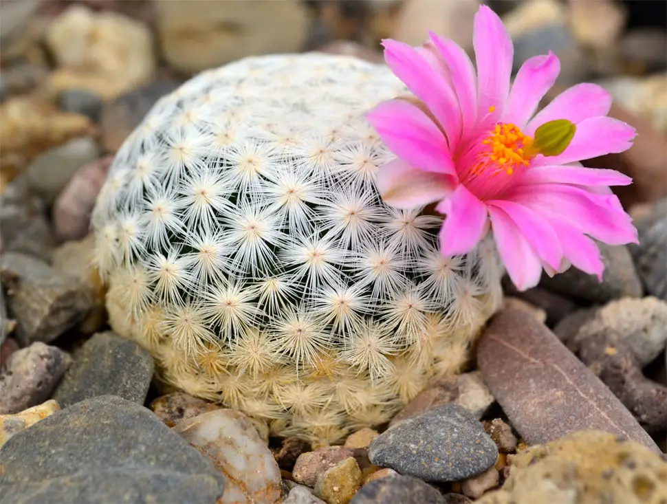 one third cactus species extinct