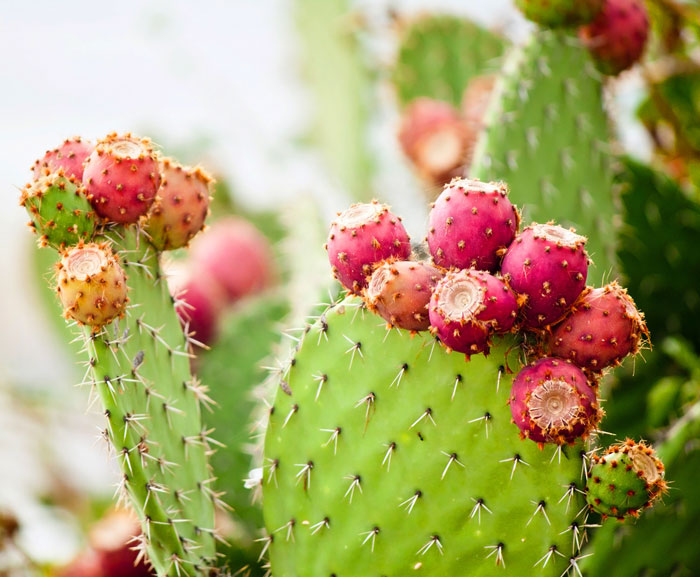 cactus species extinct