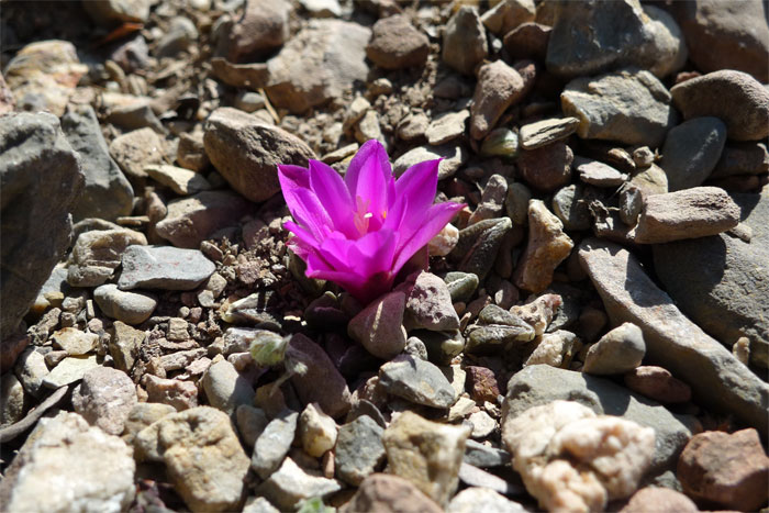 cactus species extinction