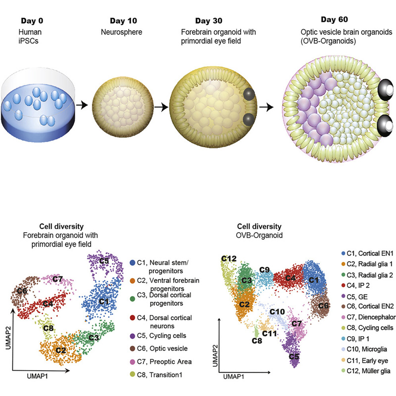 brain organoids