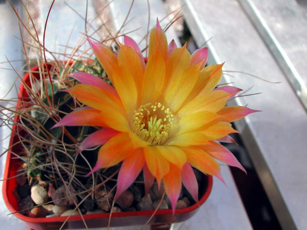 cactus species extinction