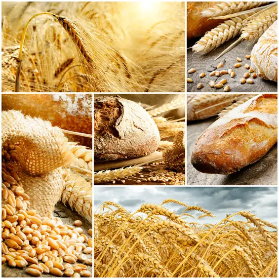 bread wheat fields