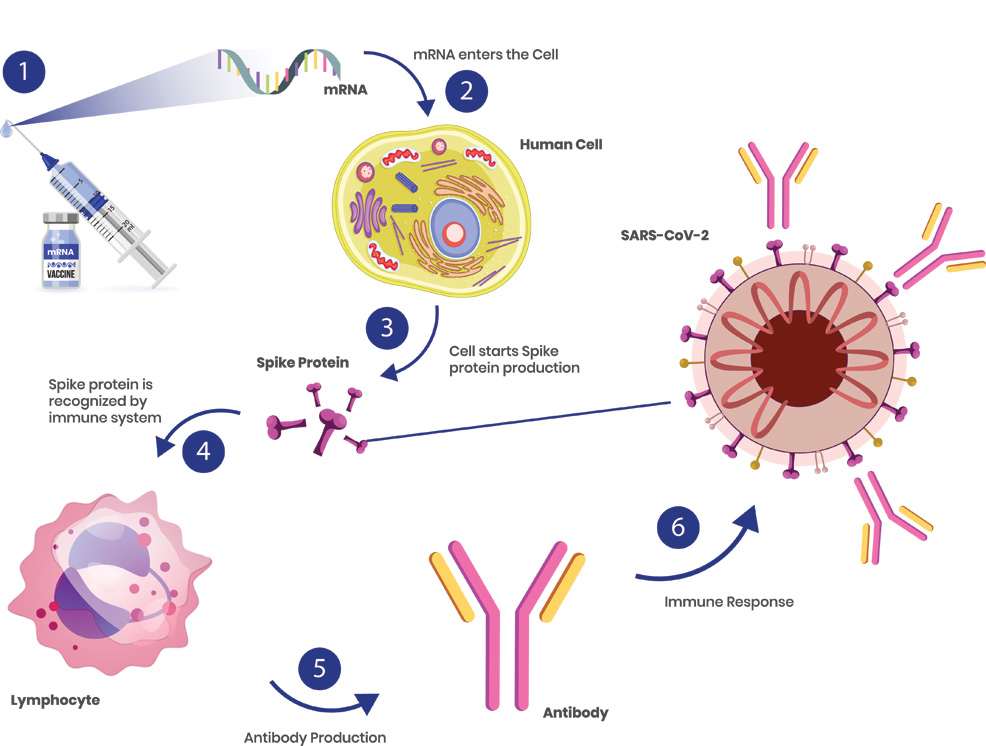 mrna future timeline