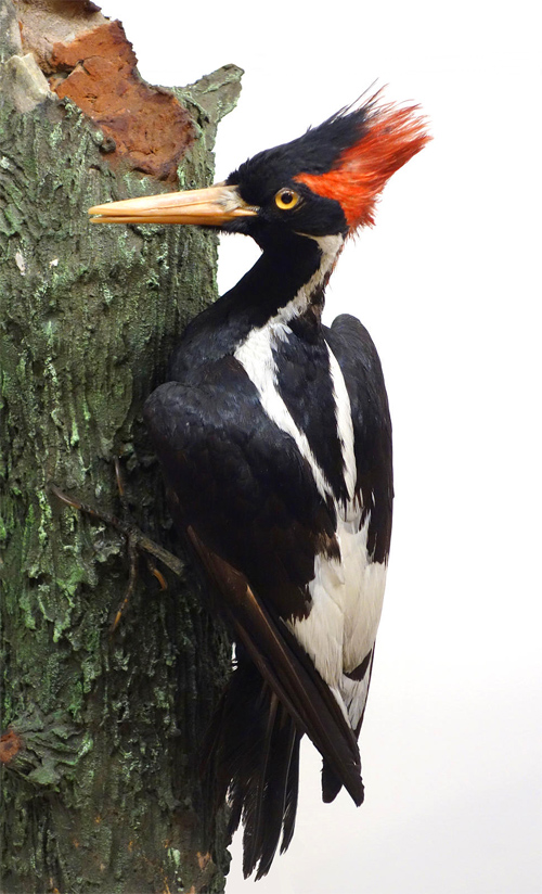 ivory billed woodpecker extinct