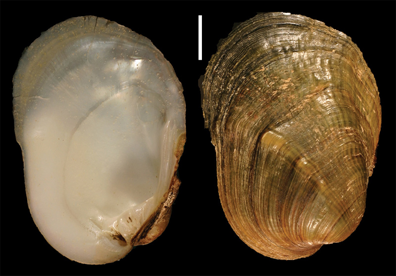 Epioblasma torulosa