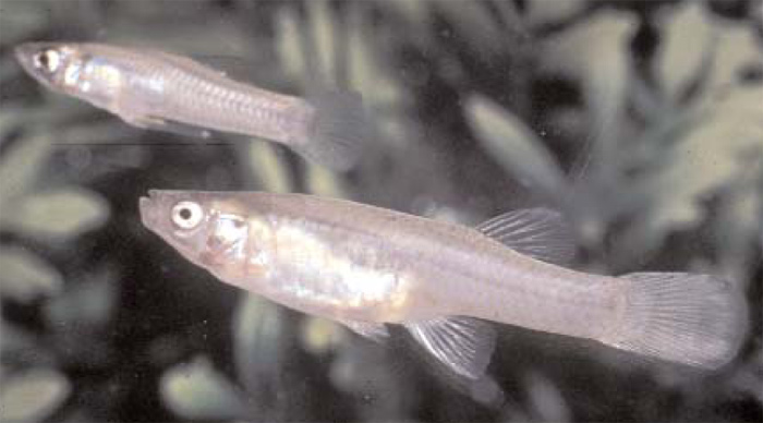 San Marcos gambusia