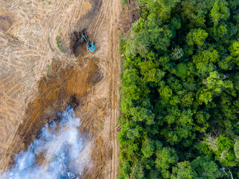 amazon deforestation future timeline