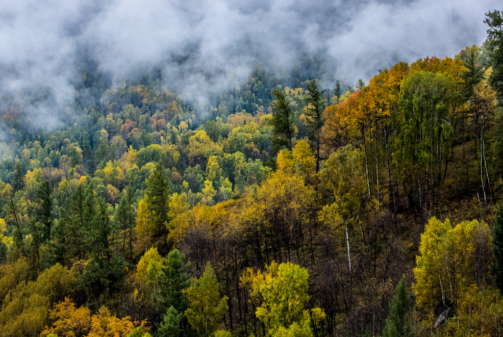 china future reforestation 2035