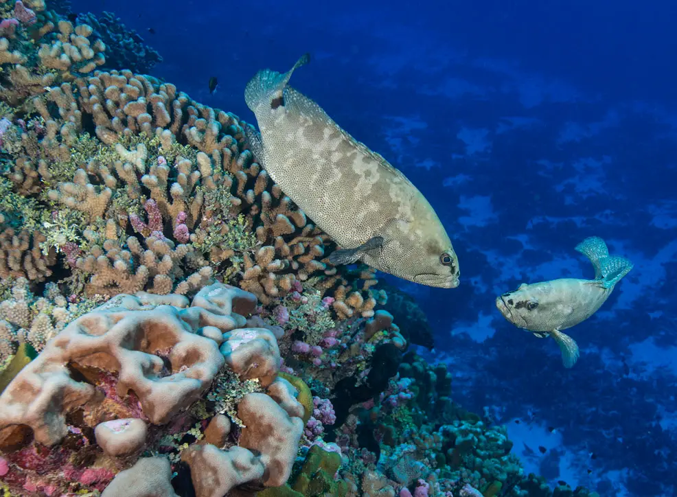 new coral reef tahiti