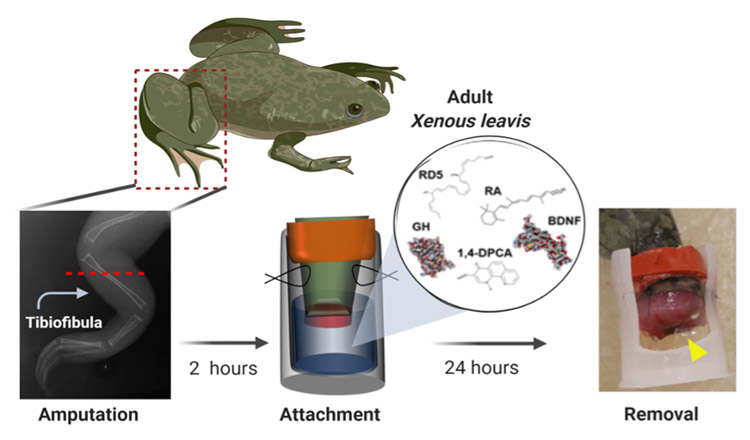 frog biodome