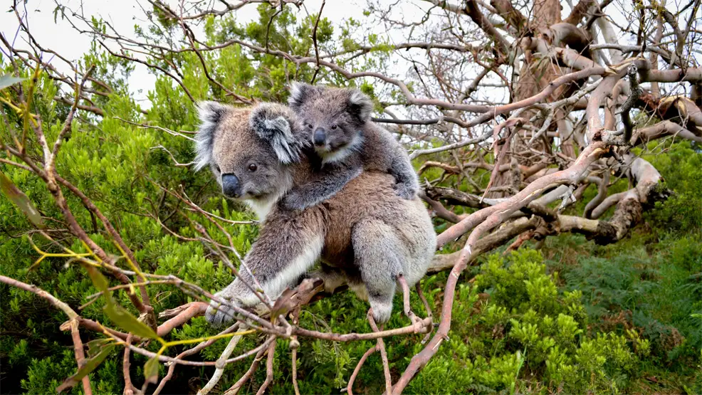 koalas future population 2030