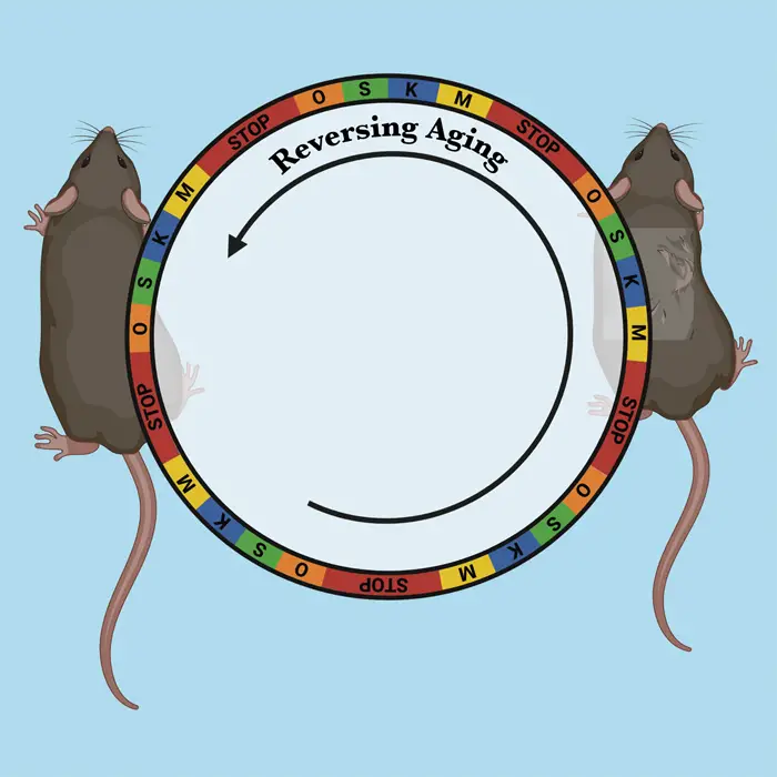 anti aging reversed mice