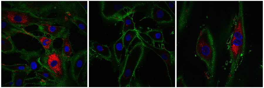 age of skin cells reversed by 30 years