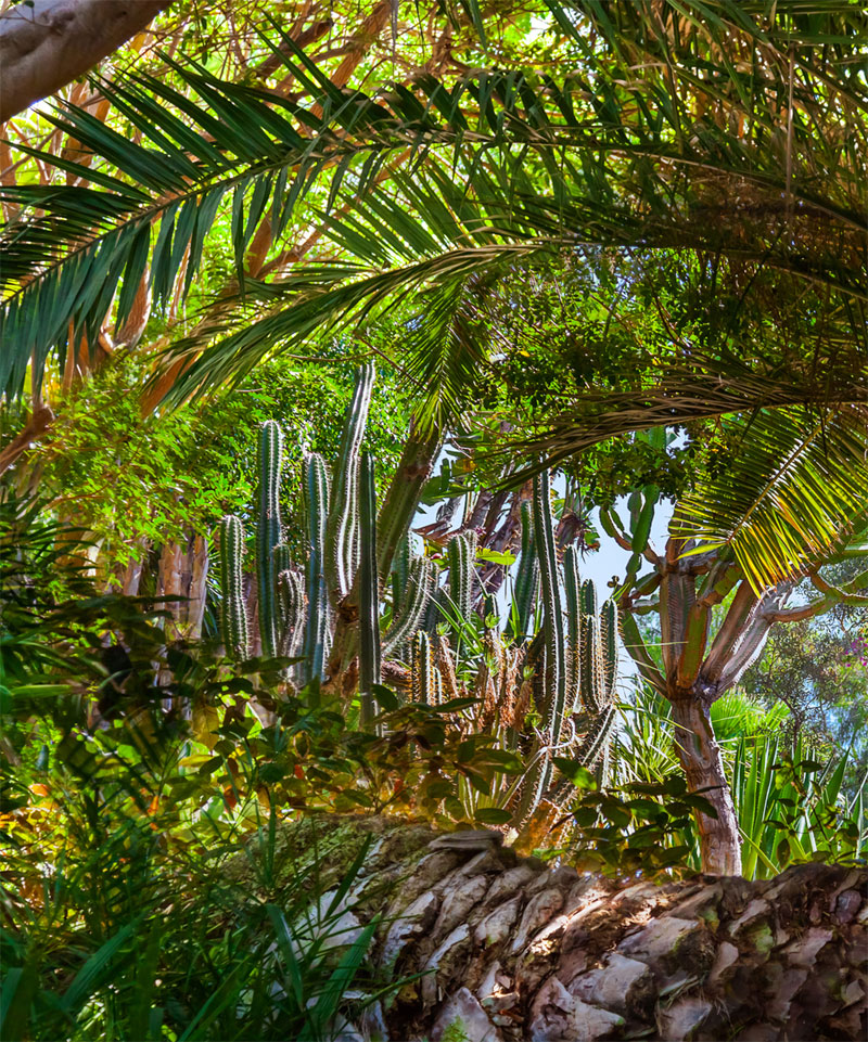 cactus in jungle