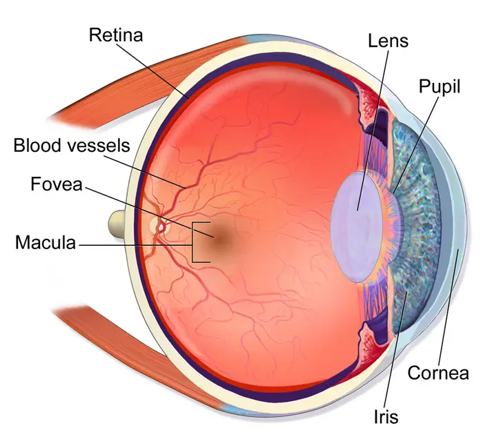 eye retina macula future timeline