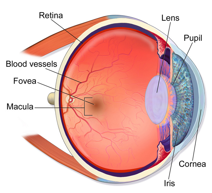 eye retina macula future timeline