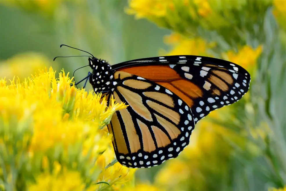 monarch butterfly timeline