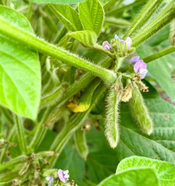 gene editing soybean