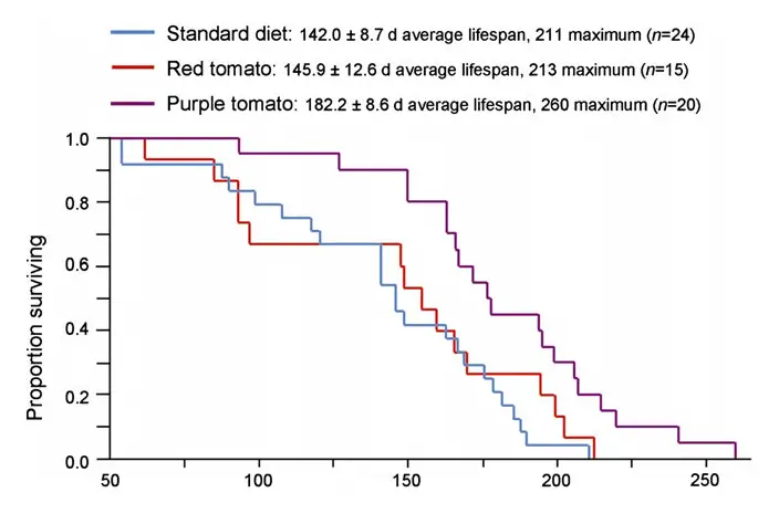 purple tomato mice health lifespan