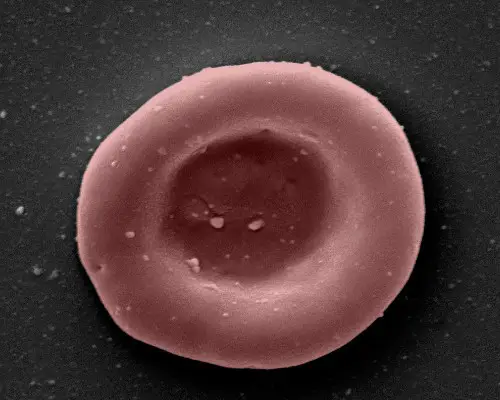 lab grown red blood cell