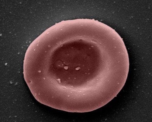 lab grown red blood cell