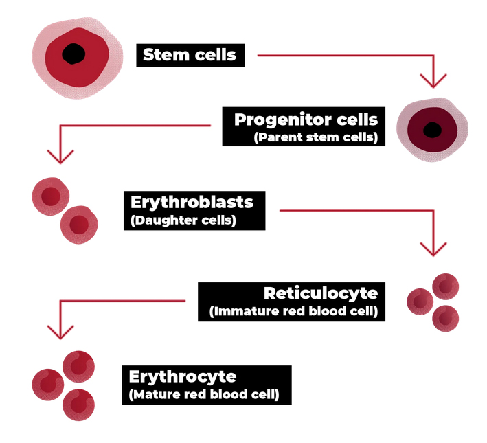 lab grown red blood cell