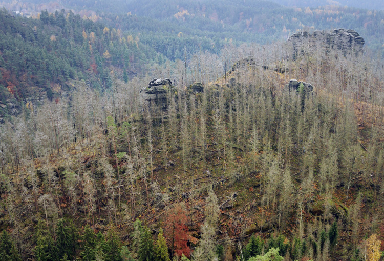 bark beetles damaged forest